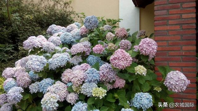 绣球花怎么养_秋天的绣球花怎么养