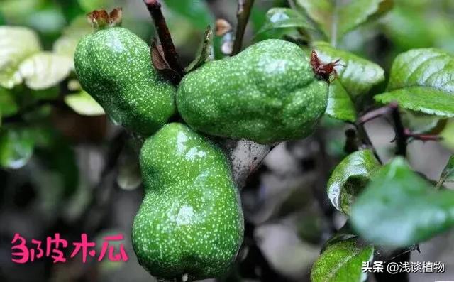 木瓜图片_北方木瓜图片