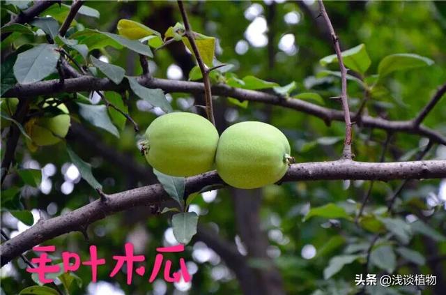 木瓜图片_北方木瓜图片