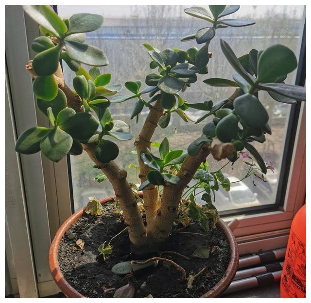 玉树怎么养_玉树怎么养才能粗壮