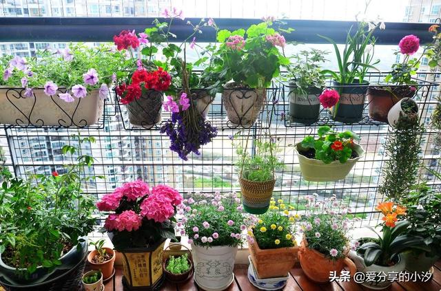 养花知识_养花知识大全如何家庭养花