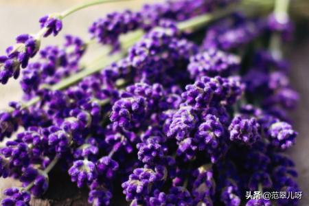 熏衣草花语_薰衣草花语