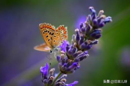 熏衣草花语_薰衣草花语
