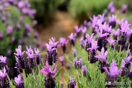熏衣草花语_薰衣草花语