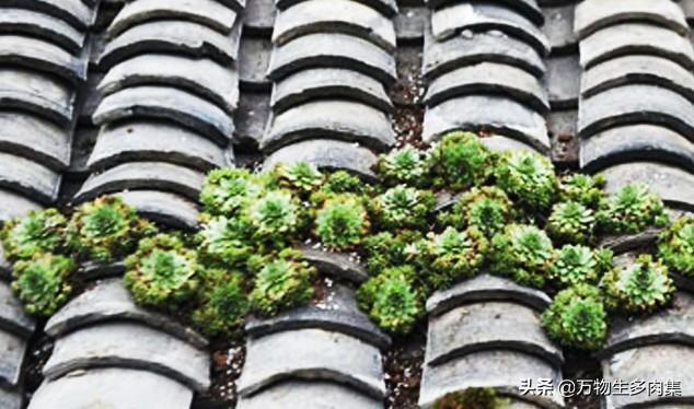 屋顶绿化_屋顶绿化施工流程