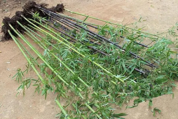 毛竹种植_毛竹种植几年可以成林