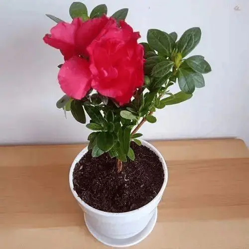 怎样养杜鹃花_怎样养杜鹃花视频大全