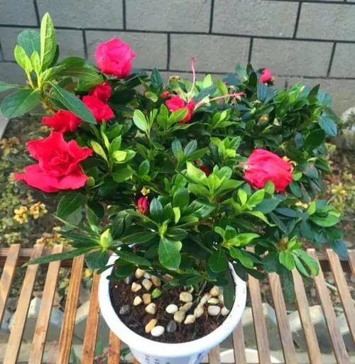 怎样养杜鹃花_怎样养杜鹃花视频大全