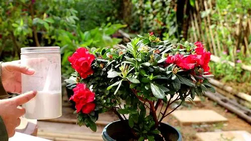 怎样养杜鹃花_怎样养杜鹃花视频大全