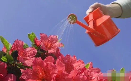 怎样养杜鹃花_怎样养杜鹃花视频大全