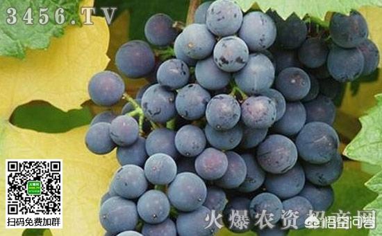 山葡萄_山葡萄泡酒