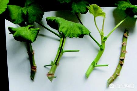 天竺葵扦插_天竺葵扦插方法