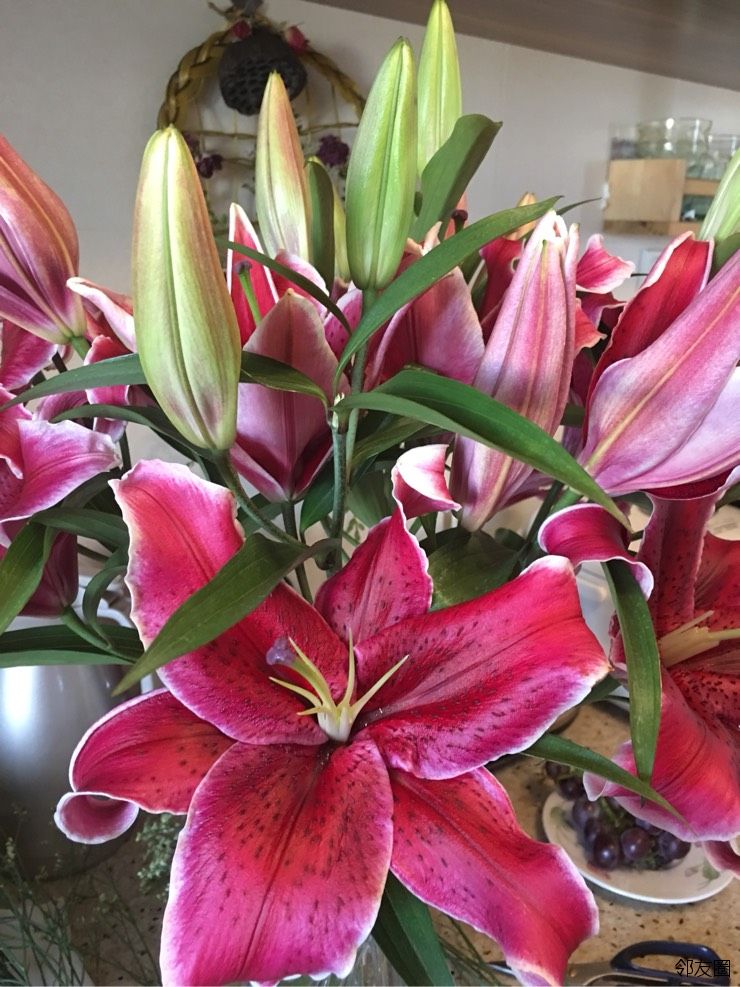 黑美人_黑美人啤酒