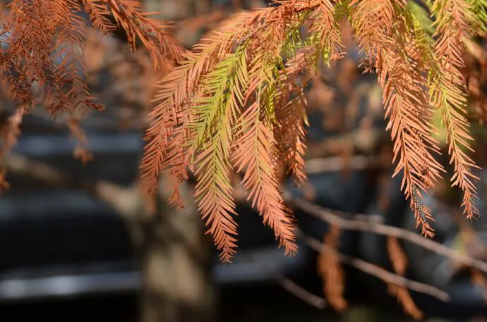 落羽松_落羽杉树果子的功效