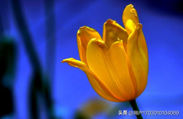 郁金香有什么含义