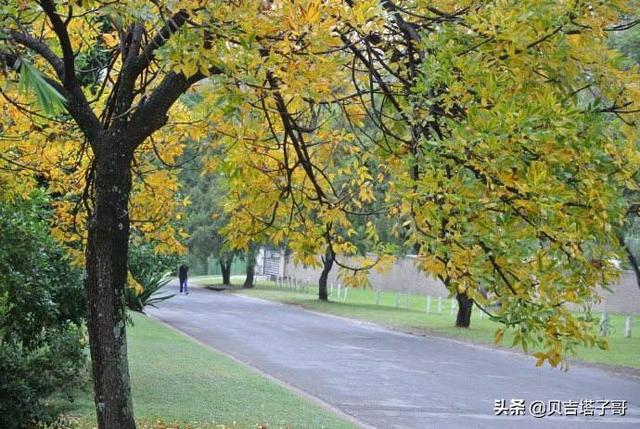 相思树_相思树灵芝