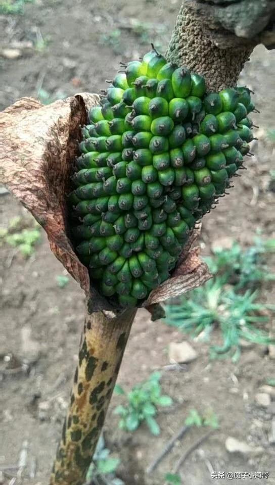 魔芋是什么_魔芋是什么茎