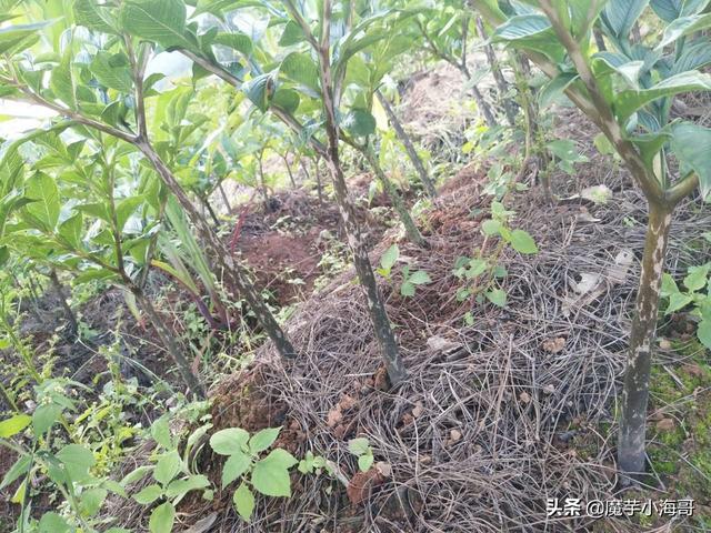 魔芋是什么_魔芋是什么茎