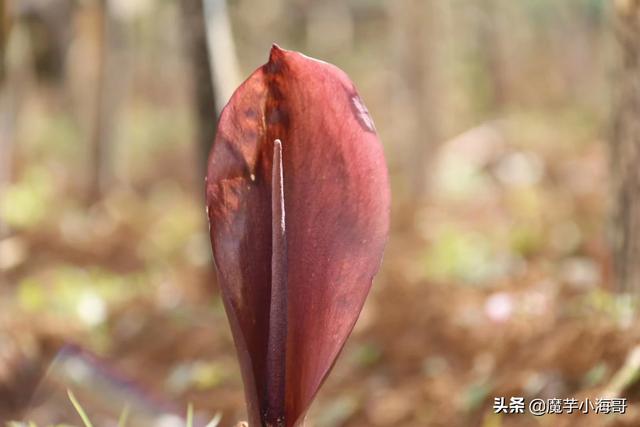 魔芋是什么_魔芋是什么茎