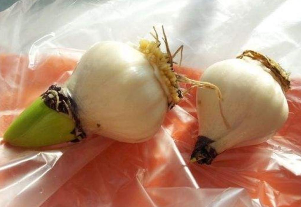 水培风信子_水培风信子一般几月