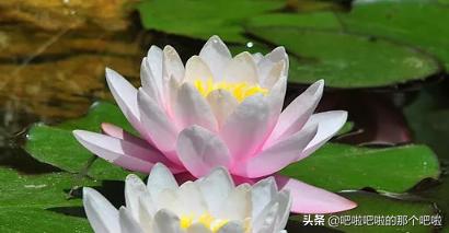 植物种子的传播方式大全_植物种子传播的方法都有哪些