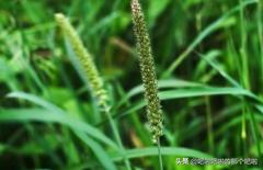 植物种子的传播方式大全_植物种子传播的方法都有哪些