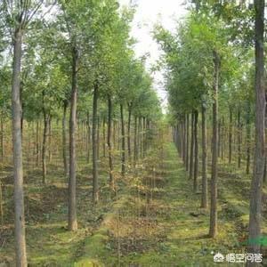 国槐价格范围_2020年最新国槐价格