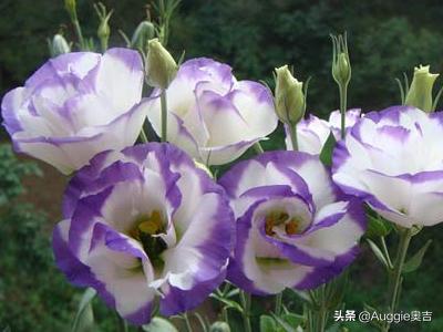 各种颜色洋桔梗花语_洋桔梗的花色有哪些