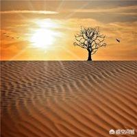 向日葵励志语录经典短句_向日葵励志语录10个字