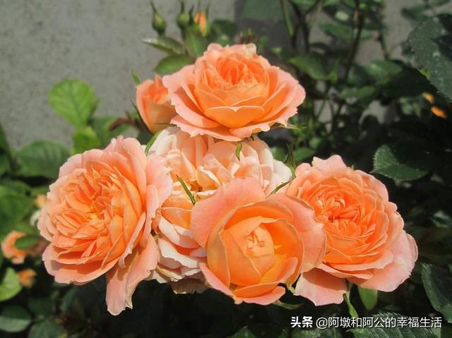 月季花的种类图片名称_月季花的种类有多少