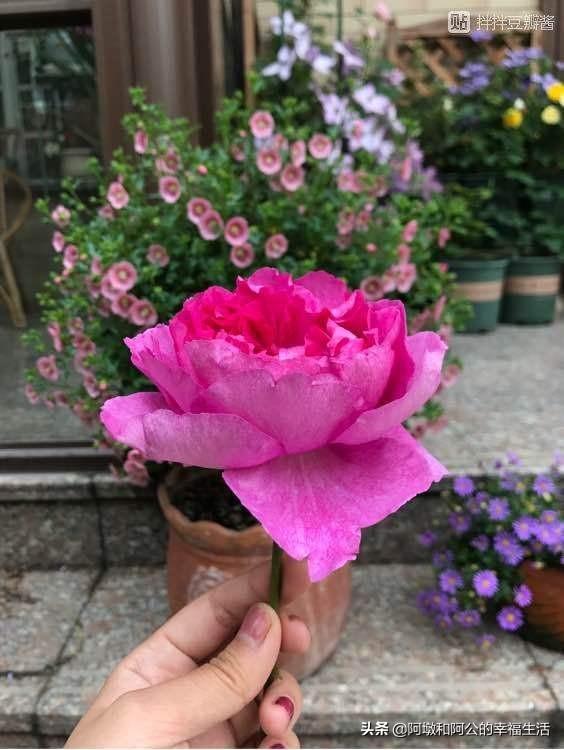 月季花的种类图片名称_月季花的种类有多少