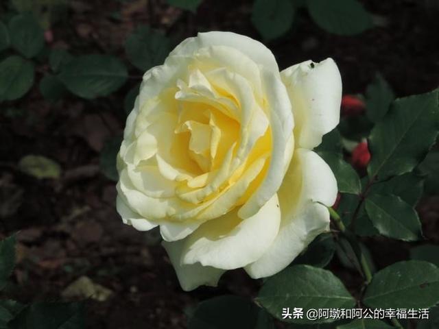 月季花的种类图片名称_月季花的种类有多少