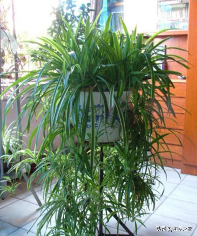 吊兰修剪方法图解_给吊兰剃头的最佳时间