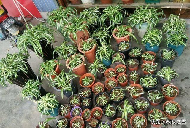 吊兰修剪方法图解_给吊兰剃头的最佳时间