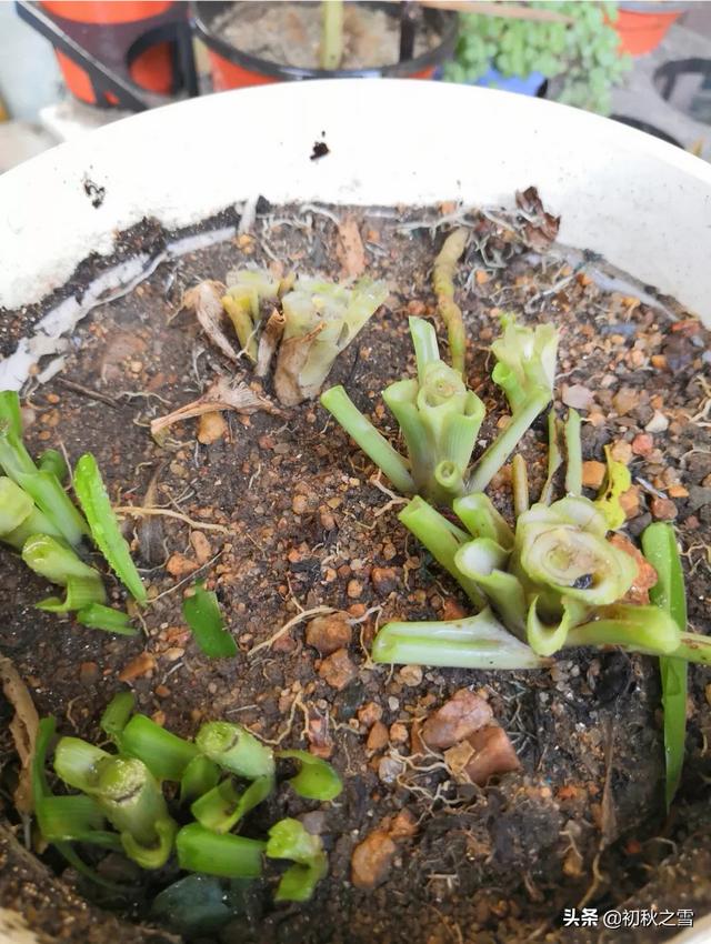 吊兰修剪方法图解_给吊兰剃头的最佳时间