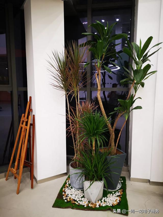 附近绿植店_附近绿植店联系方式电话
