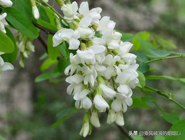 槐树和国槐有什么区别_国槐树和槐树一样吗