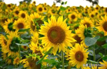 一只太阳花花语_一支太阳花