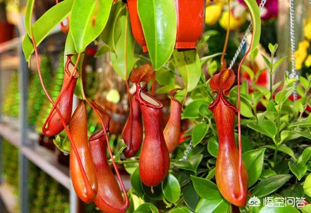 猪笼草怎么养_猪笼草怎么养才结笼子