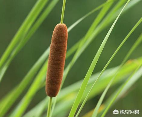 芦苇的果实图片_芦苇的果实很轻,上面有绒毛或翅,这样的果实适于