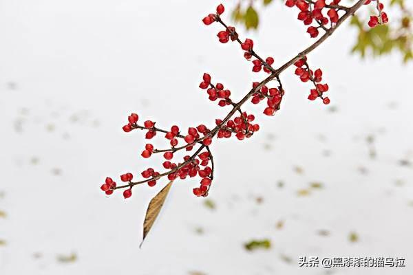 冬青的叶子是什么形状_冬青的叶子长什么样子