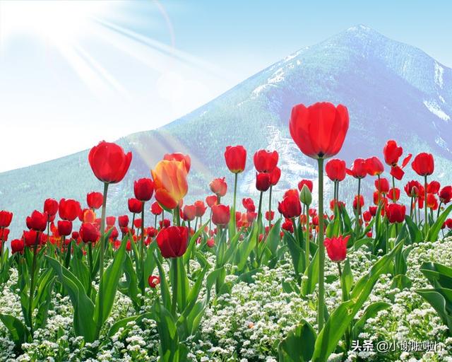 郁金香花语发朋友圈_郁金香发朋友圈的说说