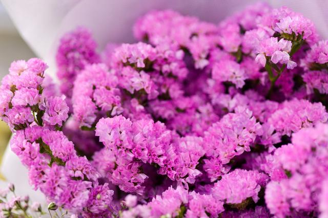 勿忘我花语图片 文字_勿忘我花花语是什么