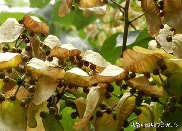 梧桐树果实图片_梧桐树果实图片及名称