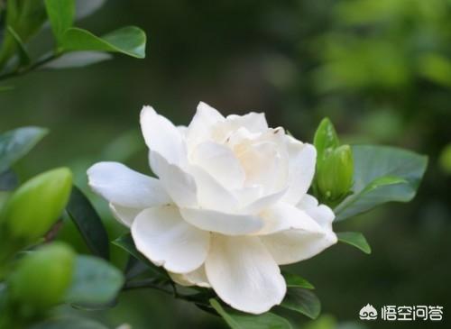 春天的花朵图片大全_春天的花的图片