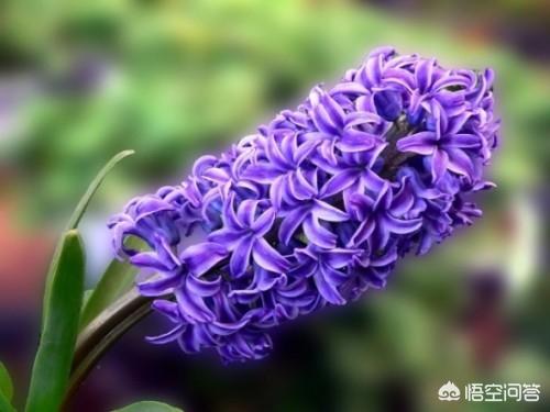 春天的花朵图片大全_春天的花的图片