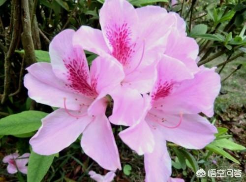 春天的花朵图片大全_春天的花的图片