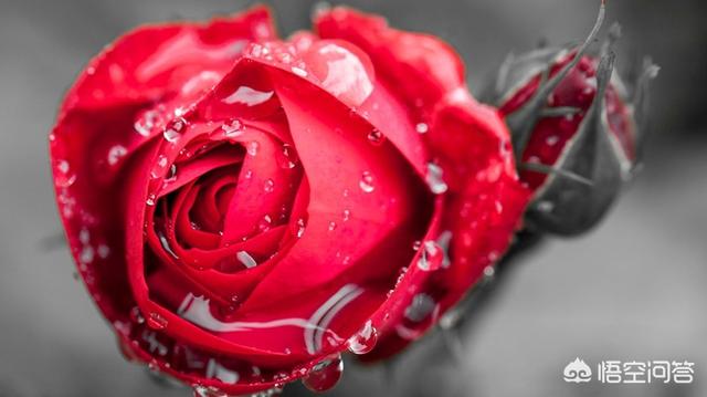 玫瑰支数花语大全_玫瑰花支数的寓意和花语