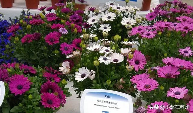 南非万寿菊种子_南非万寿菊种子几天发芽