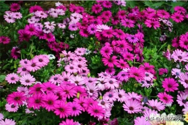 南非万寿菊种子_南非万寿菊种子几天发芽